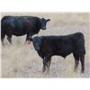 Image 7 : Strickland Cattle Co - 500# Steer Calves - 60 Head (Milestone, SK)