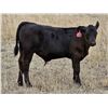 Image 8 : Strickland Cattle Co - 500# Steer Calves - 60 Head (Milestone, SK)