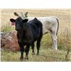 Image 9 : Strickland Cattle Co - 500# Steer Calves - 60 Head (Milestone, SK)
