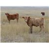Image 8 : Strickland Cattle Co - 480# Heifer Calves - 75 Head (Milestone, SK)