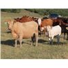 Image 2 : 6 S Feeders Inc. - 1500# Cows - 200 Head (Moosomin, SK)