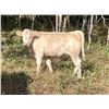 Image 2 : Lindy Greig  - 425# Heifer Calves - 45 Head (Nanton, AB)