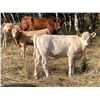 Image 8 : Lindy Greig  - 425# Heifer Calves - 45 Head (Nanton, AB)