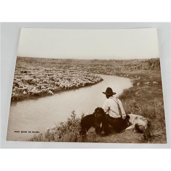 Sheep Beside the Big Dry