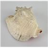 Image 1 : Large Queen Conch Shell