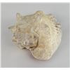Image 2 : Large Queen Conch Shell