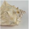 Image 3 : Large Queen Conch Shell