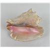 Image 4 : Large Queen Conch Shell