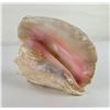 Image 5 : Large Queen Conch Shell
