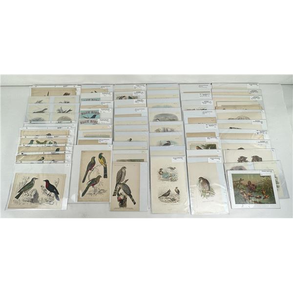 Antique Bird Lithographs