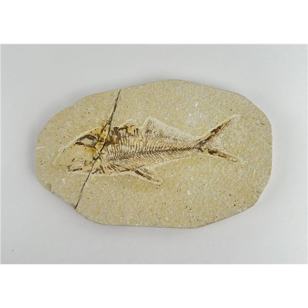 Green River Formation Fish Fossil