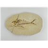 Image 1 : Green River Formation Fish Fossil