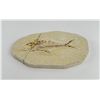 Image 2 : Green River Formation Fish Fossil