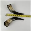 Image 4 : Pair of Steer Horns