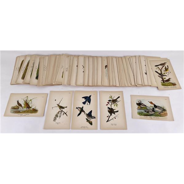 Birds of Pennsylvania Lithograph Prints