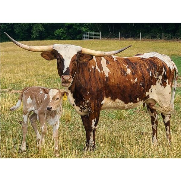 Dani's Birthday Card