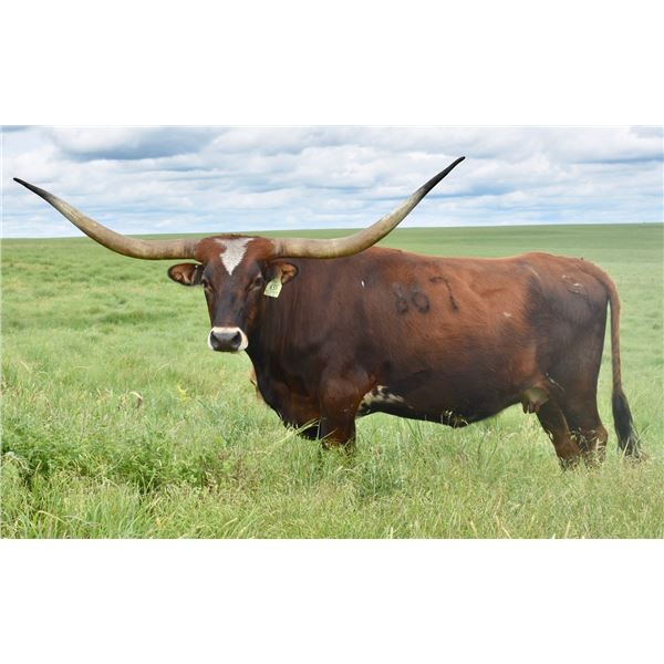 GLR CORONADOS DIXIE GAL