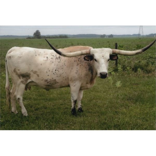 Fancy Firewater EOT 1530