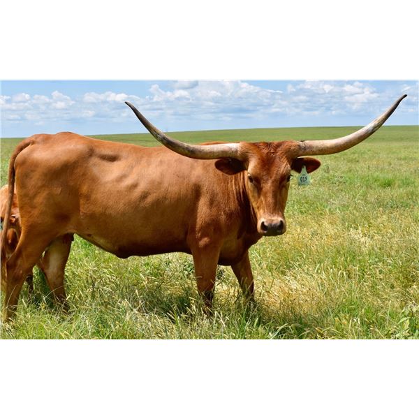 GLR DOUBLE MERMAID GAL