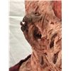 Image 8 : "Freddy vs Jason" Movie - Original Freddy display head & bust by WCT Productions