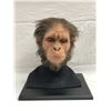 Image 1 : "Planet of The Apes" Movie - Original Caesar Prototype Lifelike Display Face w/ stand. This prototyp