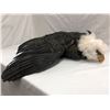 Image 1 : Partially taxidermized bald eagle prop. Used as a prop in multiple movies.