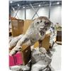 Image 1 : Cougar male lion taxidermy from a TV show, with inspection data sheet. Comes w/ painted styrofoam ba