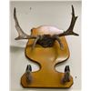 Image 1 : 1B Mounted Deer Antlers & hoofs - Mounted by John A. Larigakis (Vancouver, BC, Canada) - 26 1/2in Le