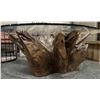 Image 2 : Natura Round Root Coffee Table (glass top) retail $1420