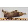 Image 3 : NORTHERN PLAINS NATIVE BELT KNIFE