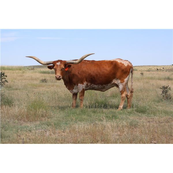 EOT OUTBACK LEZAWE 881