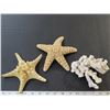 Image 1 : 2 Large sea stars & 1 medium size coral piece