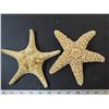 Image 5 : 2 Large sea stars & 1 medium size coral piece