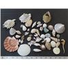 Image 1 : Large lot of Sea shells and a Sea-horse