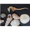 Image 2 : Large lot of Sea shells and a Sea-horse