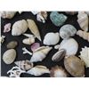 Image 8 : Large lot of Sea shells and a Sea-horse