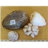 Image 1 : Very nice Large seashell + Beautiful medium seashell & Coral piece