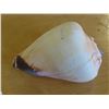 Image 2 : Very nice Large seashell + Beautiful medium seashell & Coral piece