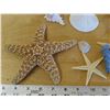 Image 2 : Lot of Star fish, medium size seashell, sea-horse, & colorful coral pieces