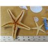 Image 3 : Lot of Star fish, medium size seashell, sea-horse, & colorful coral pieces