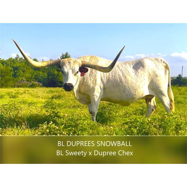 BL Duprees Snow Ball 046