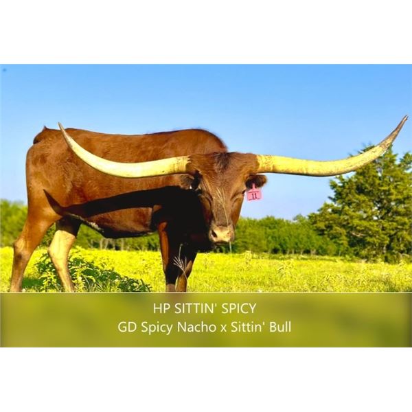 HP Sittin Spicy