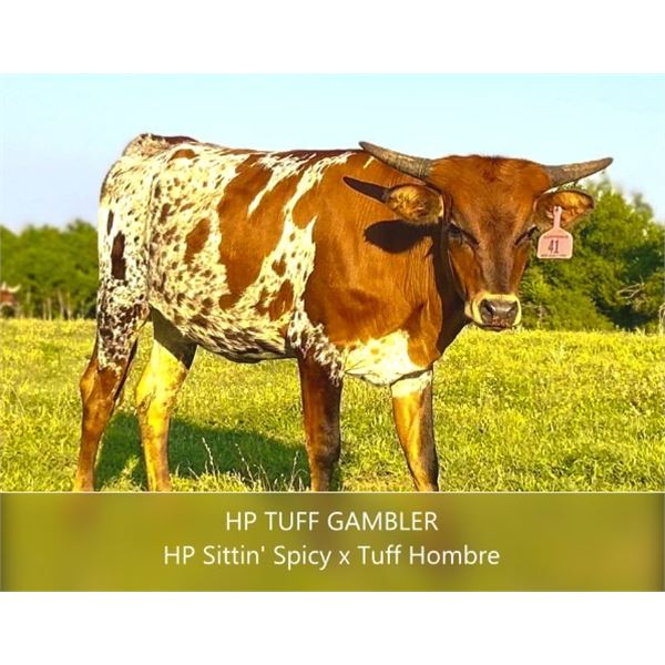 HP Tuff Gambler