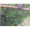 Image 2 : 2 horse yokes (1 has straps) 4ft long & 42"Long