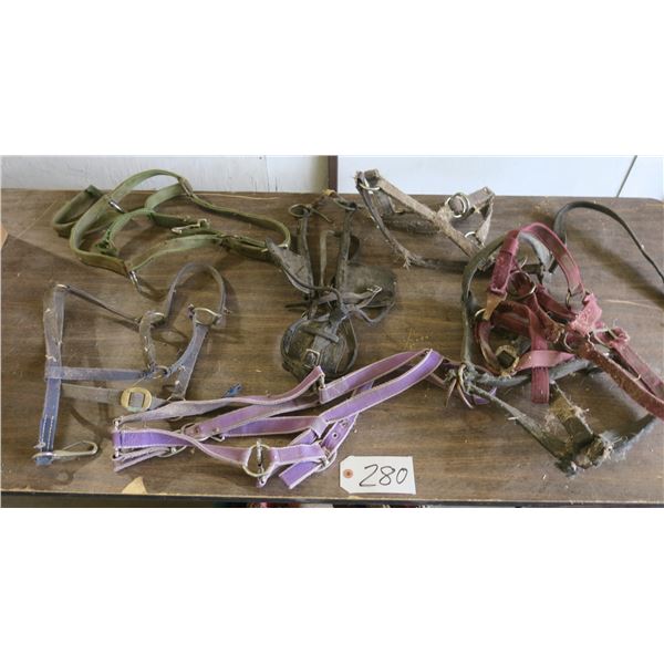 Box of Several Horse halters