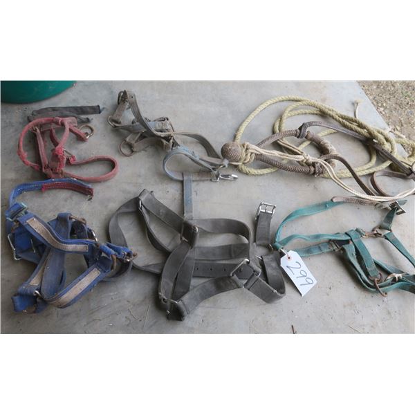 Lot of several horse halters