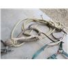 Image 5 : Lot of several horse halters