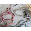 Image 5 : Lot of several horse halters