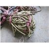 Image 2 : Lot of assorted Horse rope/tack