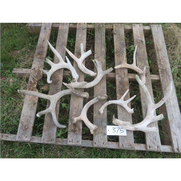 Lot of assorted small antler sheds